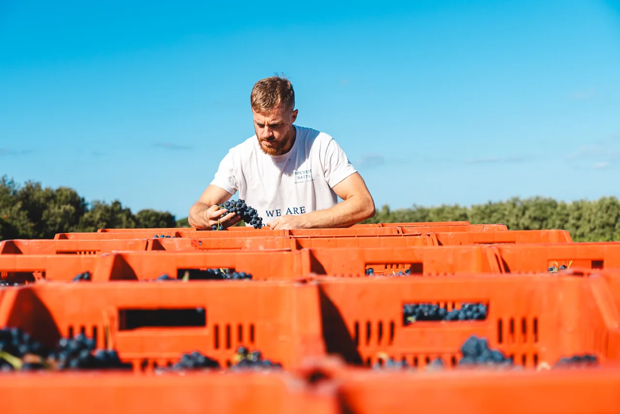 La vendemmia di Michele Satta tra le cassette d'uva
